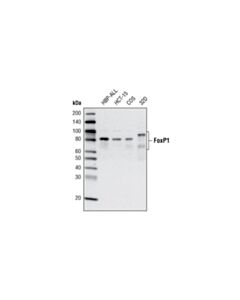 Cell Signaling Foxp1 (D35d10) Xp Rabbit mAb