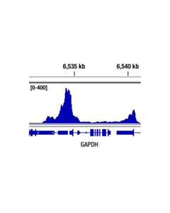 Cell Signaling Tbp (D5c9h) Xp Rabbit mAb