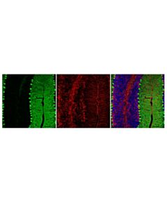 Cell Signaling Anti-Mouse Igg (H+L), F(Ab) 2 Fragment (Alexa Fluor 488 Conjugate)