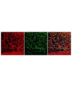 Cell Signaling Anti-Mouse Igg (H+L), F(Ab) 2 Fragment (Alexa Fluor 555 Conjugate)