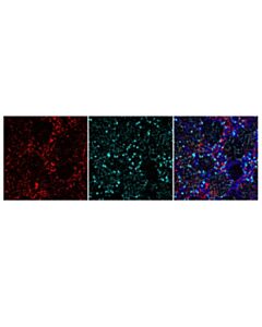 Cell Signaling Anti-Mouse Igg (H+L), F(Ab) 2 Fragment (Alexa Fluor 647 Conjugate)