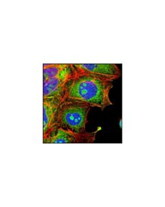 Cell Signaling Anti-Rabbit Igg (H+L), F(Ab) 2 Fragment (Alexa Fluor 488 Conjugate)