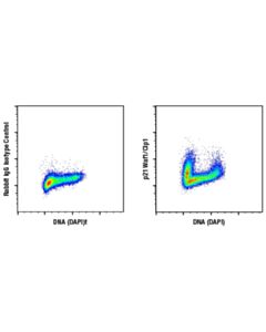 Cell Signaling Anti-Rabbit Igg (H+L), F(Ab) 2 Fragment (Alexa Fluor 555 Conjugate)