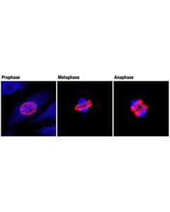 Cell Signaling Anti-Rabbit Igg (H+L), F(Ab) 2 Fragment (Alexa Fluor 647 Conjugate)