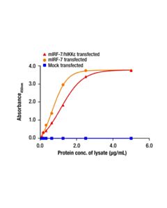 Cell Signaling Total IRF-7 Matched Antibody Pair
