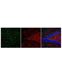 Cell Signaling Anti-Rat Igg (H+L), (Alexa Fluor 488 Conjugate)