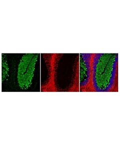 Cell Signaling Anti-Rat Igg (H+L), (Alexa Fluor 647 Conjugate)