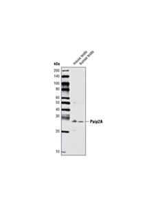 Cell Signaling Paip2a Antibody
