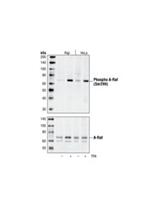 Cell Signaling Phospho-A-Raf (Ser299) Antibody