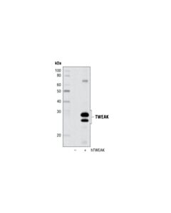 Cell Signaling Tweak Antibody