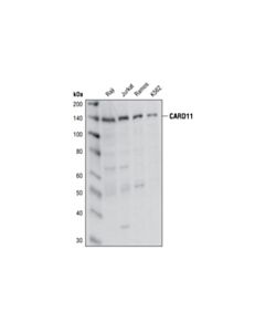 Cell Signaling Card11 Antibody
