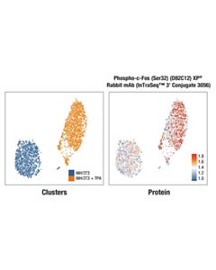 Cell Signaling Phospho-c-Fos (Ser32) (D82C12) XP ® Rabbit mAb (InTraSeq ™ 3 Conjugate 3056)