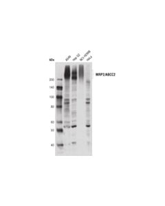 Cell Signaling Mrp2/Abcc2 (R260) Antibody