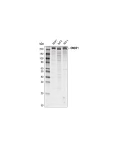 Cell Signaling CNOT1 (D5M1K) Rabbit mAb 20 uL