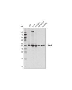 Cell Signaling Ragd Antibody
