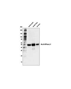 Cell Signaling Na,K-ATPase beta1 (D6U8Q) Rabbit mAb 20 uL