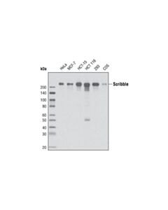 Cell Signaling Scribble Antibody