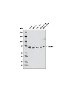 Cell Signaling Themis Antibody
