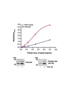 Cell Signaling Fastscan Phospho-Bad (Ser136) ELISA Kit