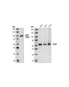 Cell Signaling Plk1 (208g4) Rabbit mAb