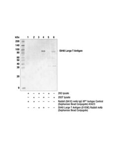 Cell Signaling Sv40 Large T Antigen (D1e9e) Rabbit mAb (Sepharose Bead Conjugate)