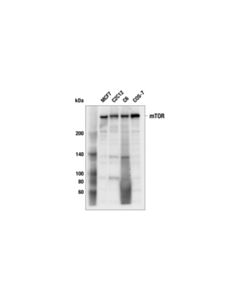 Cell Signaling Mtor (L27d4) Mouse mAb