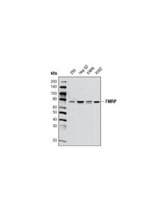Cell Signaling Fmrp (G468) Antibody