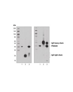 Cell Signaling Mouse Anti-Rabbit Igg (Light-Chain Specific) (D4w3e) mAb