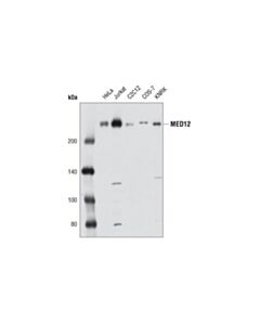 Cell Signaling Med12 Antibody