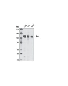 Cell Signaling Daxx (25c12) Rabbit mAb