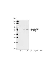 Cell Signaling Phospho-Tak1 (Thr187) Antibody