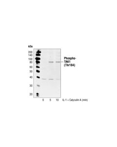 Cell Signaling Phospho-Tak1 (Thr184) Antibody