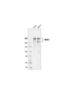 Cell Signaling Muc1 (Vu4h5) Mouse mAb