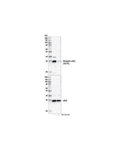 Cell Signaling Phospho-Cdc2 (Tyr15) (10a11) Rabbit mAb