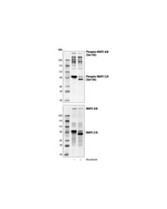 Cell Signaling Phospho-Map2 (Ser136) Antibody