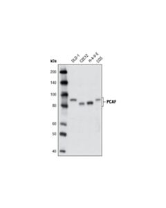 Cell Signaling PCAF (C14G9) Rabbit Monoclonal Antibody (BSA and Azide Free)