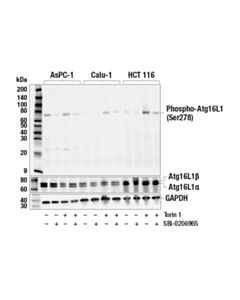 Cell Signaling Phospho-Atg16l1 (Ser278) (E7k6h) Rabbit mAb