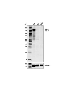 Cell Signaling Cd11c (D3v1e) Xp Rabbit mAb