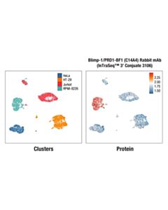 Cell Signaling Blimp-1/PRDI-BF1 (C14A4) Rabbit mAb (InTraSeq™ 3 Conjugate 3106); 25 µl