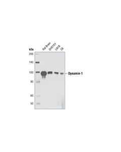 Cell Signaling Dynamin-I (3G4B6) Mouse mAb 20 uL
