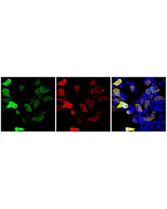 Cell Signaling HA-Tag (C29F4) Mouse Chimeric mAb