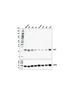 Cell Signaling Dhfr Antibody