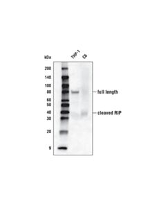 Cell Signaling Rip (D94c12) Xp Rabbit mAb (Biotinylated)