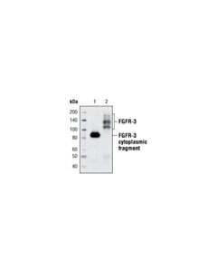 Cell Signaling Fgf Receptor 3 (C51f2) Rabbit mAb