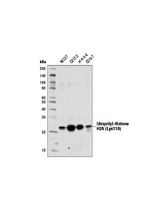 Cell Signaling Ubiquityl-Histone H2a (Lys119) (D27c4) Xp ® Rabbit mAb (BSA And Azide Free)