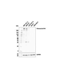 Cell Signaling Fibronectin/FN1 (F5L7Y) Rabbit mAb; 20 µl