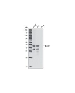 Cell Signaling GATA-1 (D24E4) XP Rabbit mAb 20 uL