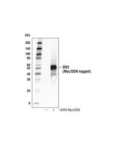 Cell Signaling DR3 (D5Q2R) Rabbit mAb 20 uL