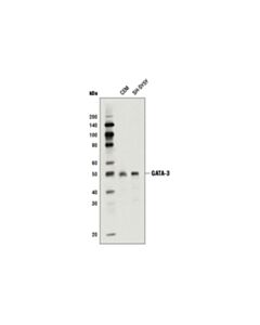 Cell Signaling Gata-3 (D13c9) Xp Rabbit mAb (Biotinylated)