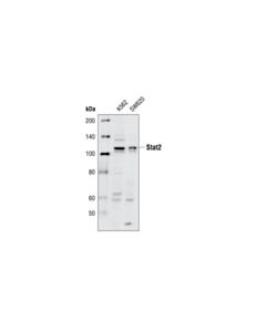 Cell Signaling Stat2 Antibody